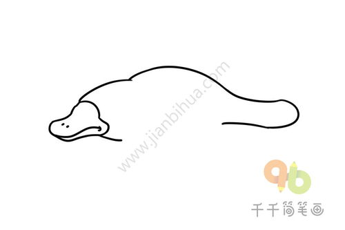  鸭嘴兽简笔画步骤图