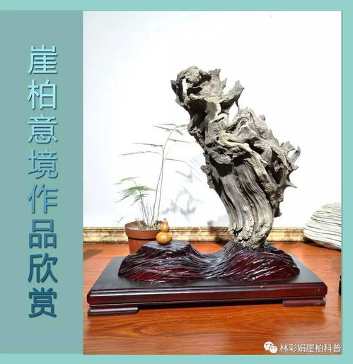  林彩娟如何向圈外人介绍崖柏