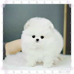  图成都哪里有卖博美犬博美多少钱可以买到成都什么地方有成都宠物狗