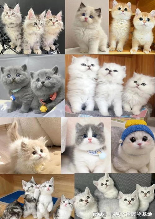 东莞目前哪里有狗市猫市东莞大型猫犬舍欢迎您的到来