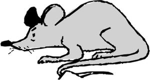  野生动物图动物图片,animal,wildanimals