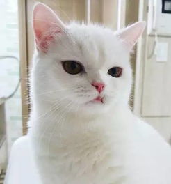  这猫有美丽白毛萌萌大眼但是画风却与众不同