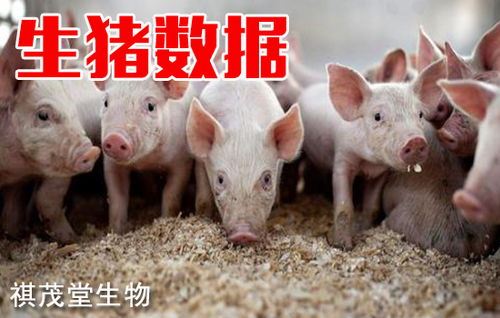  生猪最新数据广东省仔猪价格每头降至1106元,自繁自养猪平均盈利1538元