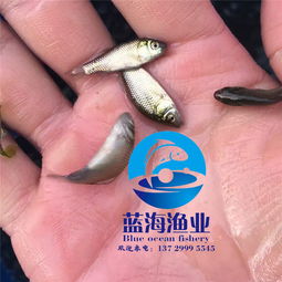  欢迎进入哪里有中科号鲫鱼苗批发宁波新闻网-黄页88网