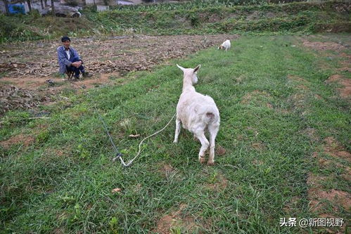  82岁大爷知足生活,上午喝茶下午放羊,年轻时480元盖房娶妻