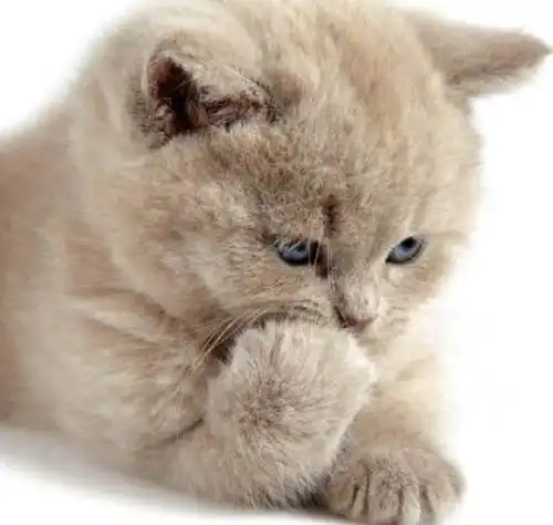  求租一号线东环路或相门附近两室或一室