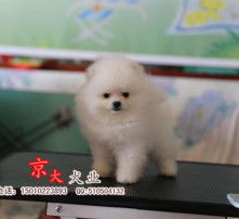 黄页88高清图片