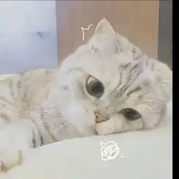  一辞桉一的微博微博