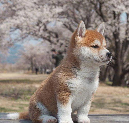  一只忧郁的柴犬,优雅又冷静,莫名心动