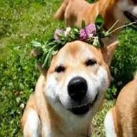  秋田犬表情包贱贱的微信头像图片大全