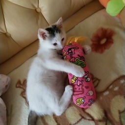  田田猫薄荷毛线糖果抱枕