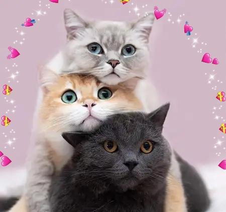  这家猫很爱玩猫咪叠罗汉,三只不同色的肉丸叠在一起,让猫奴疯狂