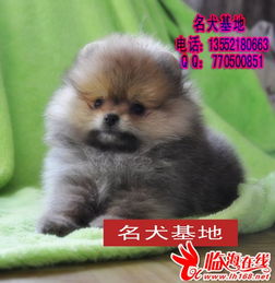  英系博美美系博美博美幼犬图片北京博美犬纯种博美价格,宠物家园,临海论坛powereddiscuz