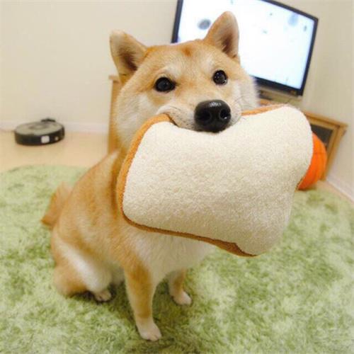  柴犬换环境呕吐,小柴犬呕吐还拉稀