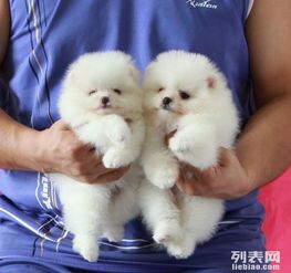  国内最大的博美犬舍基地签订协议保证纯种健康