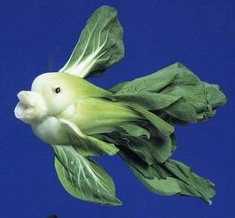  羽毛菲菲