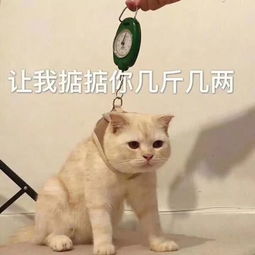  假如每个时尚单品都有一个专属夸夸群