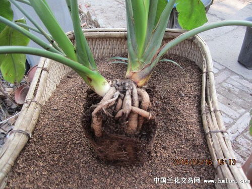  用君子兰专用植料养的鹤望兰