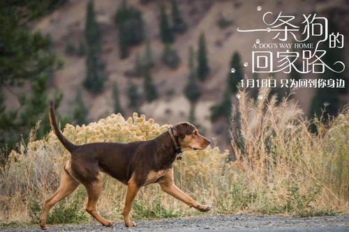  一条狗的回家路命中注定有生之年竟然被一条狗偷窥了生活
