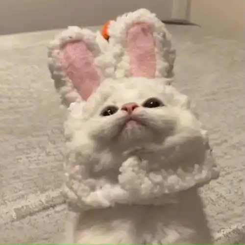 猫咪治愈系头像拟人花絮