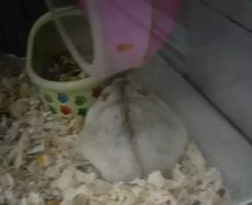  仓鼠抱怨食碗太小,最后发脾气来了个狗式撒尿