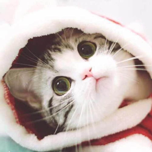  猫怎么吃鱼才健康美短猫哪里买美短多少钱美国短毛猫宠物课堂