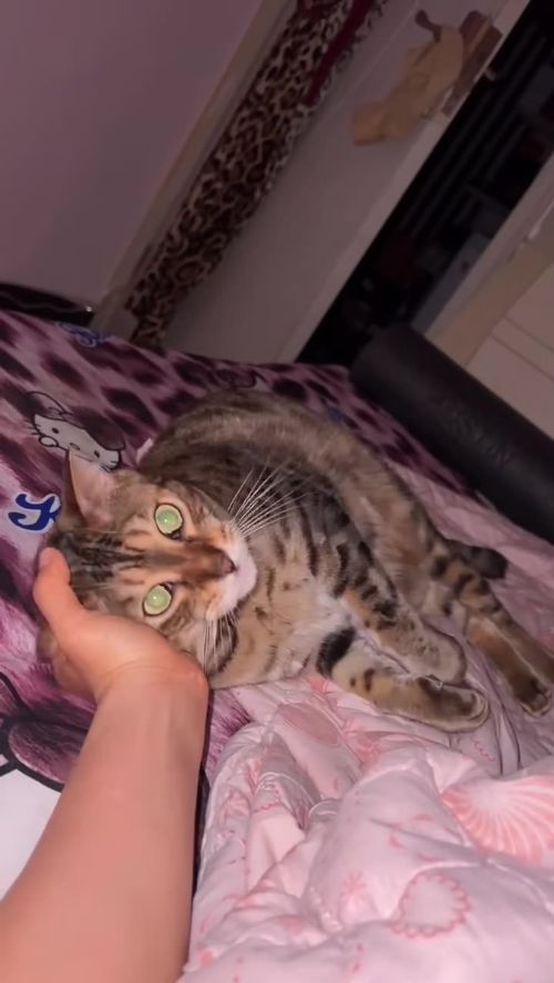 激萌动物家养宠物美国短毛猫动物卖萌狸花猫