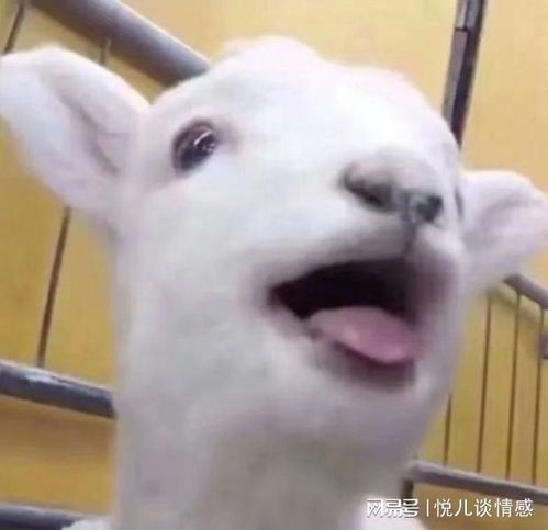  为什么有人经常换头像无非是这些原因