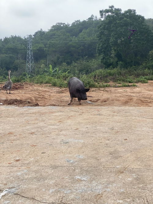  黑猪和白猪哪个更胜一筹