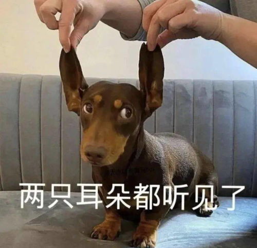 搞笑动物头像逗比表情