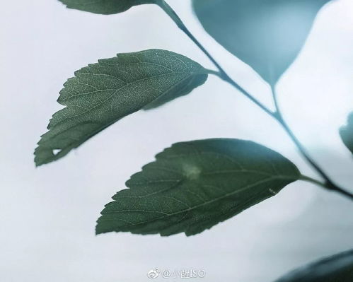  分享会治愈力满分小醒iso教你简单干净的日系照怎么拍