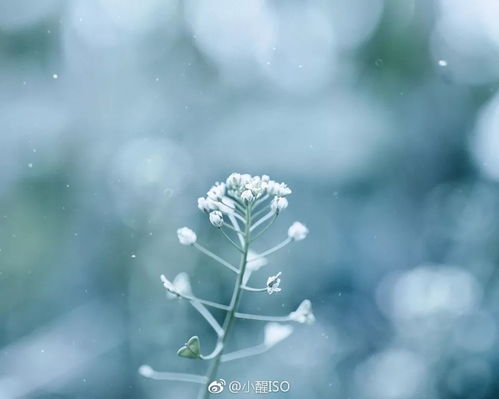  分享会治愈力满分小醒iso教你简单干净的日系照怎么拍