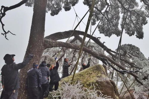  黄山迎客松为什么要用支撑杆