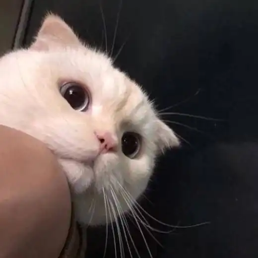  美女出门相亲,带弟弟是最大败笔,就没成功撑过三秒