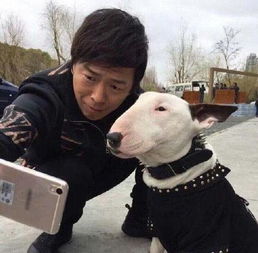 孙红雷同款狗的头像丑狗