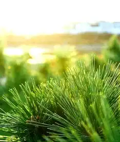 丫雅暑假优秀作文科培四进五我们班的人物 丫雅暑假优秀作文科培四进五我们班的人物