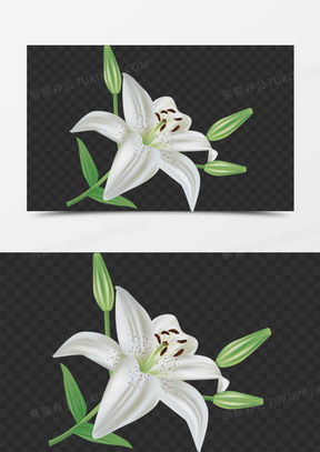  百合花图像微信头像大全