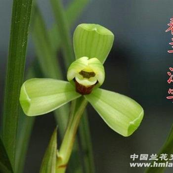  汪字02.151壮大子母带花