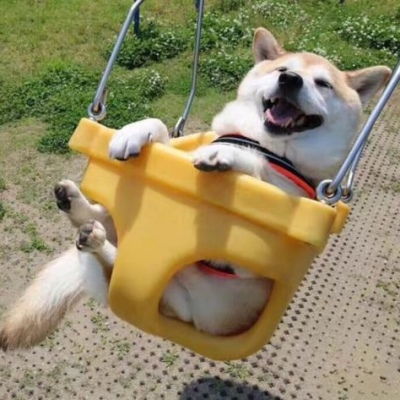  超级大暖男柴犬先生鸭