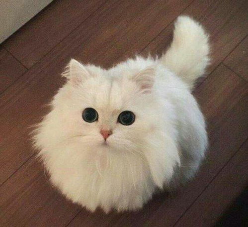  如果让你遇到这5种猫咪,你会捡走哪只