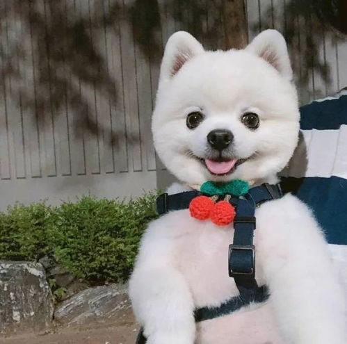  背景图头像狗狗头像