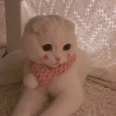  猫咪图片大全可爱头像超萌漂亮猫咪图片
