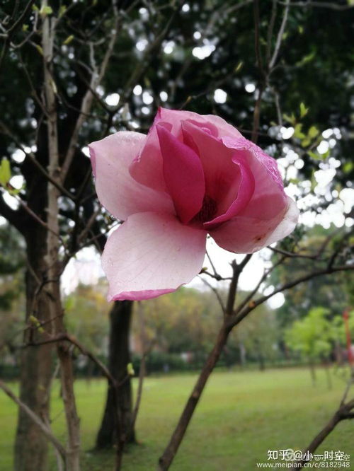  节日随感世上有朵美丽的花