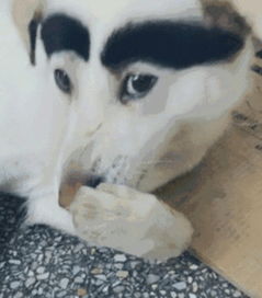  男子养了一只蜡笔小新级狗狗,想和他变亲家的人一波接一波