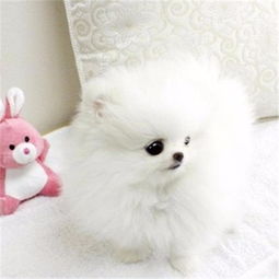  图出售纯种博美幼犬,血统纯正,保健康,养殖场繁殖西安宠物狗