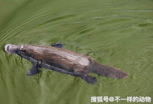  这些长相奇特的动物像是从远古穿越而来的,有几个连名字都不会读