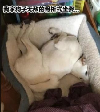  搞笑gif娶个身材好的妹子容易吗,这霸气让新郎怀疑人生