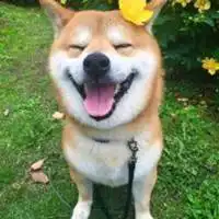  微笑柴犬头像图片微信头像图片大全