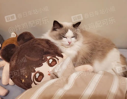  repo春日百货之防弹少年团田柾国棉花娃娃repo炸...