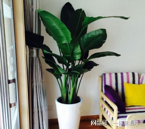  鹤望兰有多种,开花像仙鹤,室内盆栽选对品种才能开花